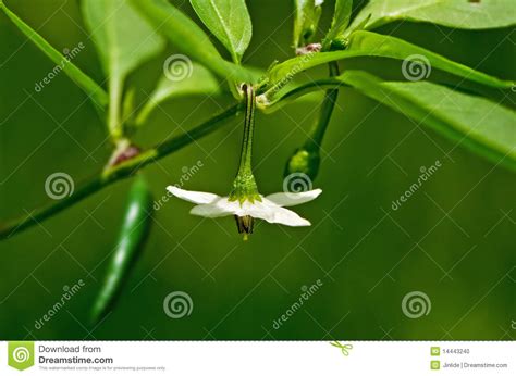 Chili Pepper Flower And Fruit Stock Photo Image Of Berry Pepper