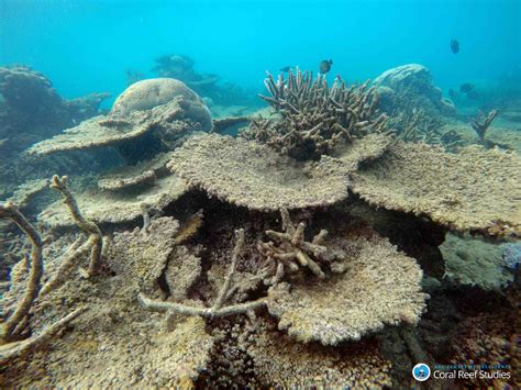 Great Barrier Reef Suffered Worst Coral Die Off On Record In 2016 New