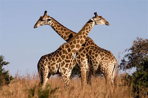 Giraffe Neck Why Do Giraffes Have Long Necks