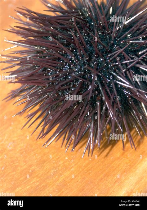 Sea Urchin Hi Res Stock Photography And Images Alamy