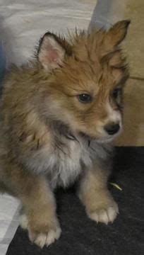 Find a corgi on gumtree, the #1 site for dogs & puppies for sale classifieds ads in the uk. Wolf Hybrid puppy for sale in ODESSA, TX. ADN-68677 on ...