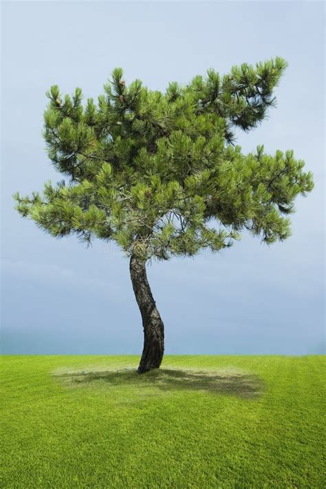 Single Pine Tree Stock Image Image Of Lonely Alone 40377555