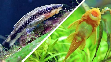 10 Of The Best Algae Eaters For Your Aquarium Healthypetsblog