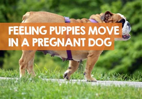 That's why puppies feel soft. When Can You Feel Puppies Move in a Pregnant Dog?