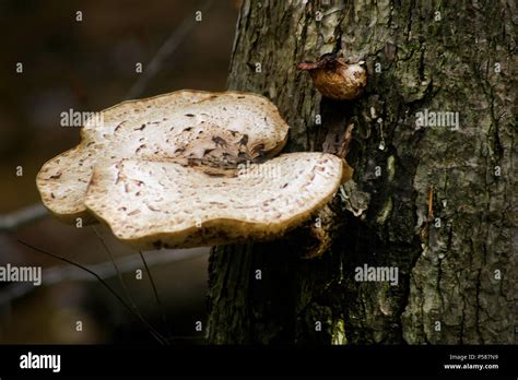 Dryadss Saddle Fungus Cerioporus Squamosus Stock Photo Alamy