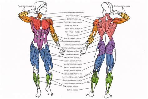 Names Of Human Muscles With Illustration List Of Organs Of The Human