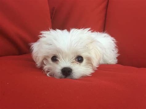 Teacup Maltese Terrier Photos All Recommendation