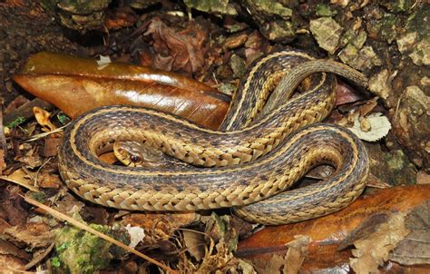 Eastern Garter Garden Snake