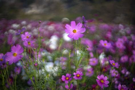 Beautiful Cosmos Flowers Blooming In The Morning Stock Image Image Of