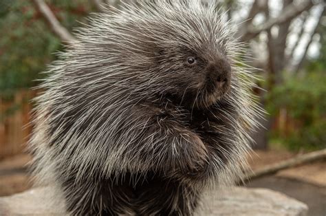 Wound Healing Might Be Improved With Staples Modeled On Porcupine