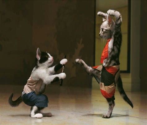 Karate Kitties Funny Cat Wallpaper Funny Cat Photos Funny Cat