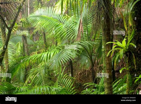 Palm Trees In Rain Forest El Yunque Caribbean National Forest