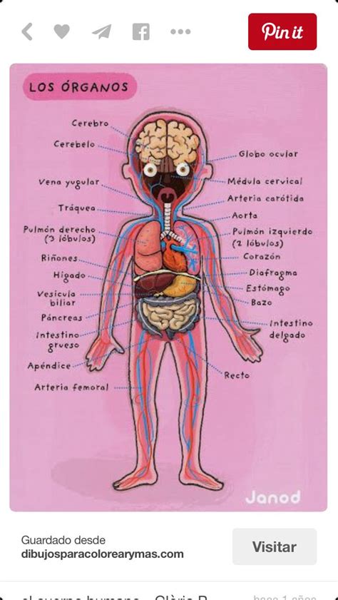 Dibujo Con Los órganos Del Cuerpo Humano Science Organos Del