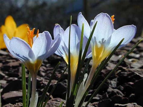 Spring Blooming Crocus Pacific Bulb Society