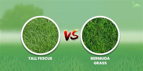 Choosing Between Tall Fescue And Bermuda Grass Our Guide Breaks Down