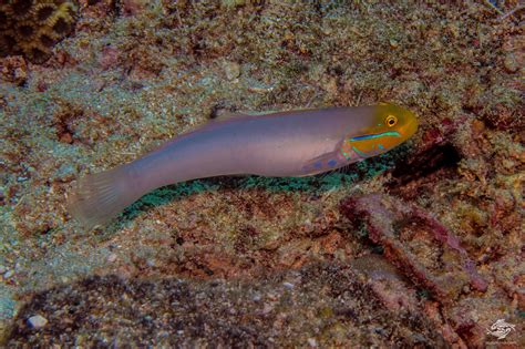 Bluestreak Goby Facts And Photographs Seaunseen