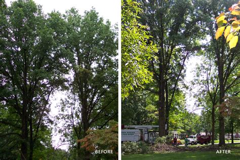 Tree Pruning Service Provider Company Indianapolis Usagreen Arbor