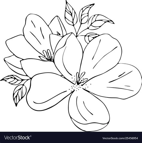 Magnolia Flowers Drawing And Sketch With Line Art Vector Image