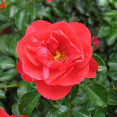 Flower Carpet Scarlet Buy This Rose Online Knights Roses Australia