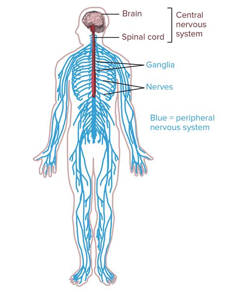 Central Nervous System Diagram Drawing Central Nervous System Diagram Brain Digital Printable