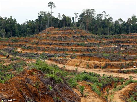 最新 Amazon Rainforest Trees Being Cut Down 850153 Amazon Rainforest