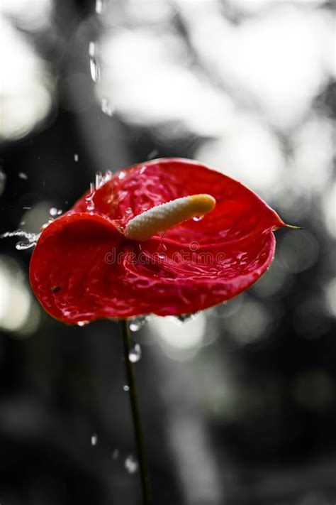 Beautiful Red Flower Unique In The Rainy Blurred Background Water