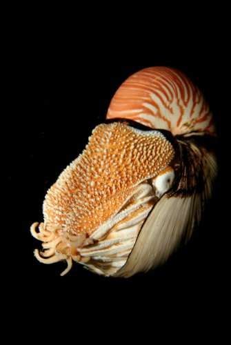 17 Best Images About Deep Sea Creatures On Pinterest