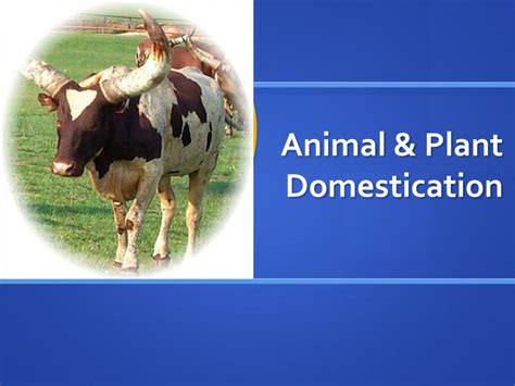 Ppt Animal And Plant Domestication Powerpoint Presentation Free
