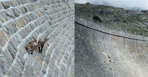 Goats On A Dam Wall Goatsonwalls