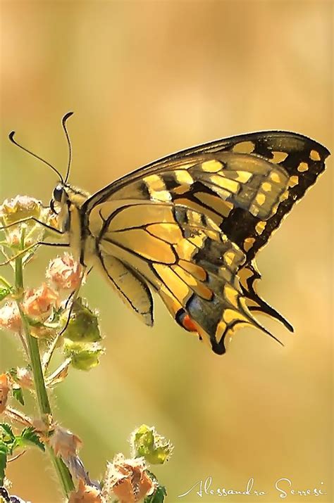 Imágenes De Mariposas Bonitas Volando