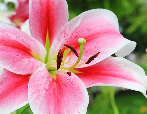 Lilies Oriental First Romance Oriental Lily For Pot From Leo Berbee