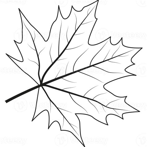 Maple Leaf Outline Illustration Of Maple Leaf 14059341 Png