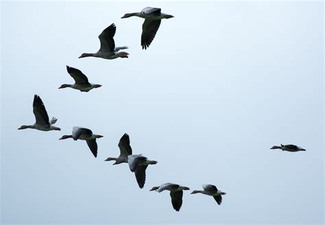 Free Images Wing Sky Fly Formation Flight Fauna Vertebrate