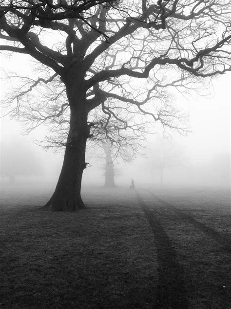 Free Stock Photo Of Black And White Eerie Fog