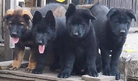 Akc Solid Black German Shepherd Female Puppies For Sale In Pinon Hills