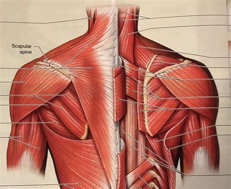 Neck And Shoulder Anatomy Diagram Back Muscles Anatomy Of Upper