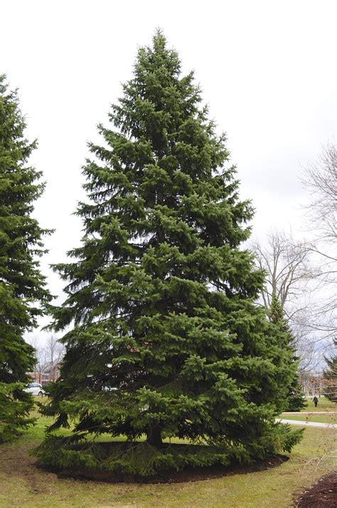 Omekactl Uvm Tree Profiles Norway Spruce Norway Spruces On The