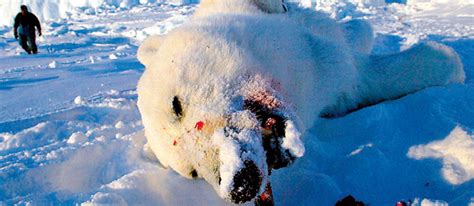 Voici la fiche documentaire sur l'ours polaire. États-Unis - Canada : la guerre de l'ours blanc