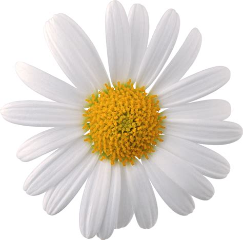 Daisy flower png, Daisy flower png Transparent FREE for download on png image