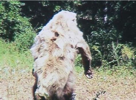 Cryptomundo Bigfoot Seen And Photographed In Oklahoma
