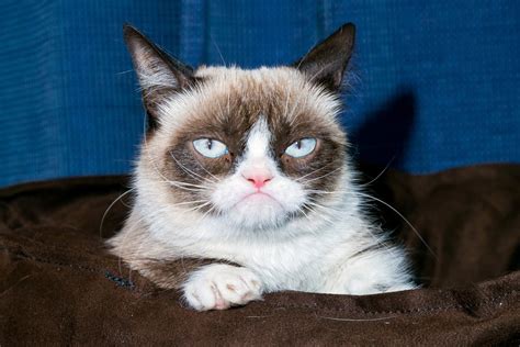 World Famous Grumpy Cat Dies Aged 7 After Making Her Owner Millions