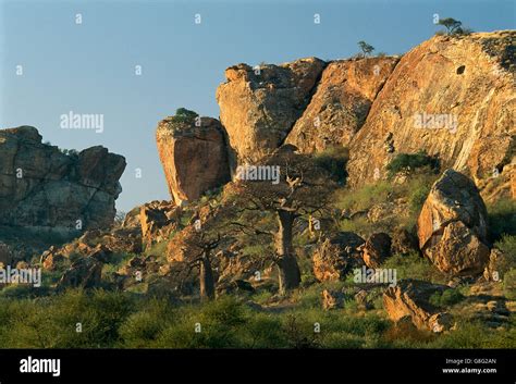 Boulders And Baobab Kingdom Of Mapungubwe Limpopo South Africa Stock