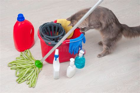 House Cleaning With Curious Cat Stock Image Image Of Feline Service