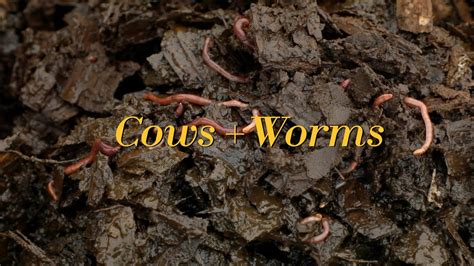 Cows Worms Youtube