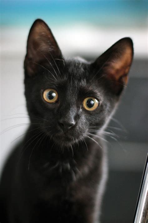 Fotos Gratis Animal Mascota Gatito Gato Negro Ojos Bigotes