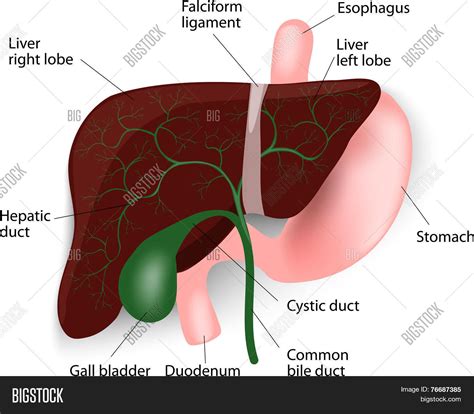 Human Liver Anatomy Vector And Photo Free Trial Bigstock