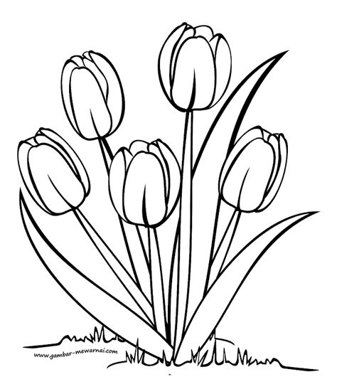 Contoh mewarnai gambar sketsa bunga yang terakhir ini dibuat simpel dan terkesan ala kadarnya. Mewarnai Bunga Tulip - Contoh Gambar Mewarnai