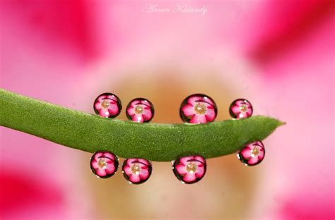 Macro Tutorial Water Drops Photography Technology Share