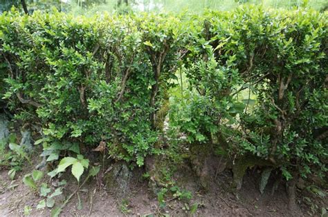 Green Hedge Made Of Buxus Sempervirens The Common Box European Box