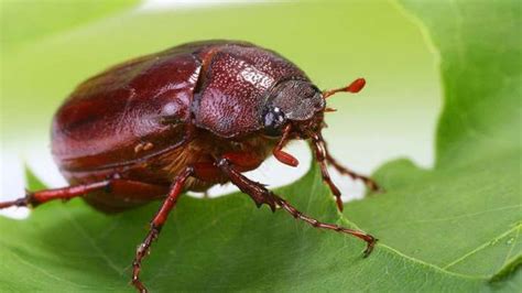 Haziran böceği Açıklama Yaşam Döngüsü ve Gerçekler Bilim Ekim 2023